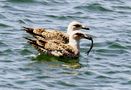 Larus de françois guerin