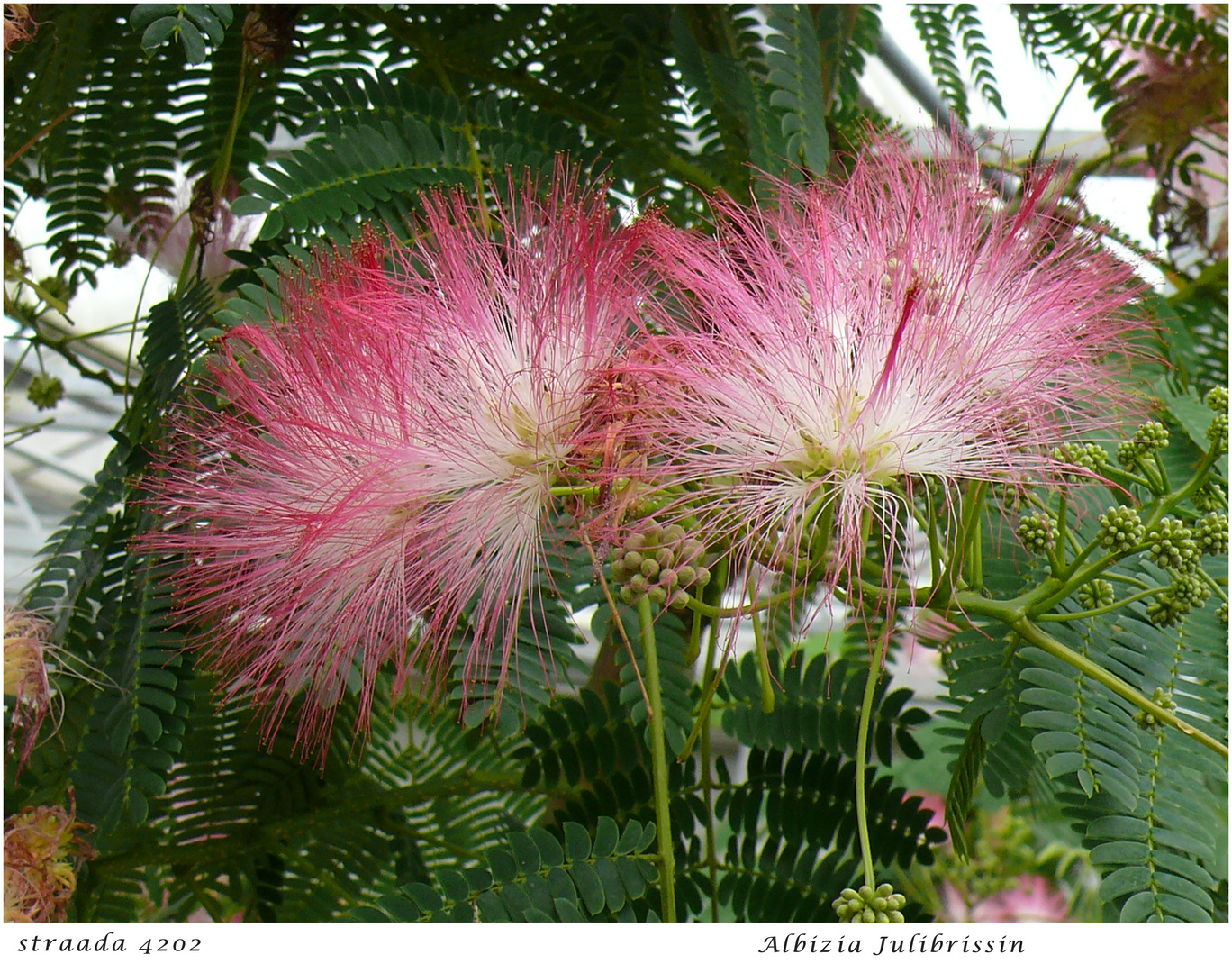 066-2024 Albizia julibrissin 