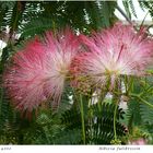 066-2024 Albizia julibrissin 