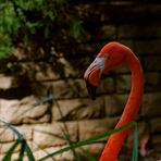 0665 - Zoo Leipzig - August 2013