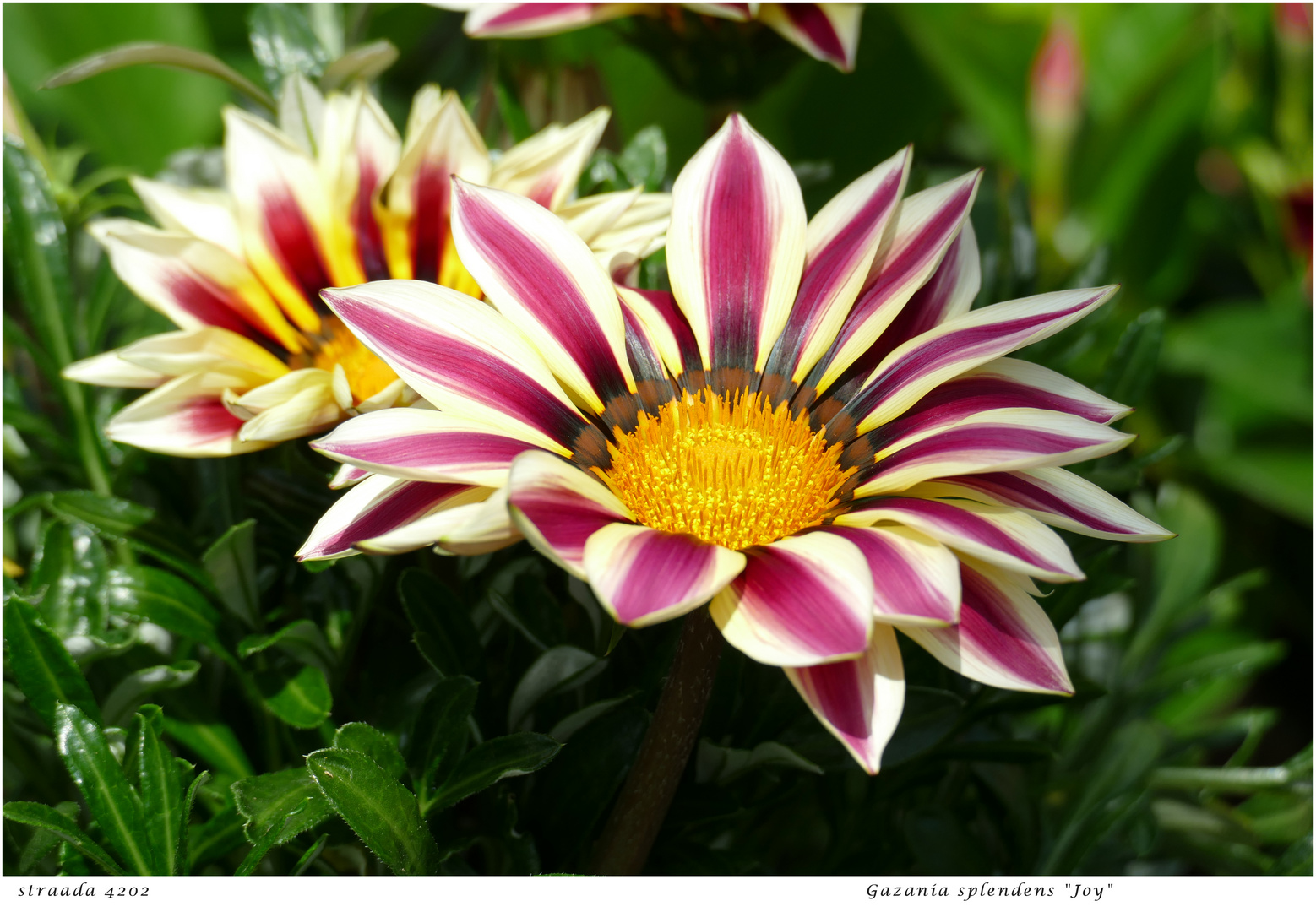 067-2024 Gazania hybride Joy