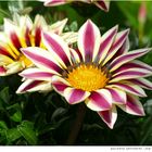 067-2024 Gazania hybride Joy