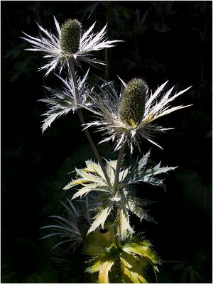 067 (21) Alpenmannstreu_Heinz Schaub