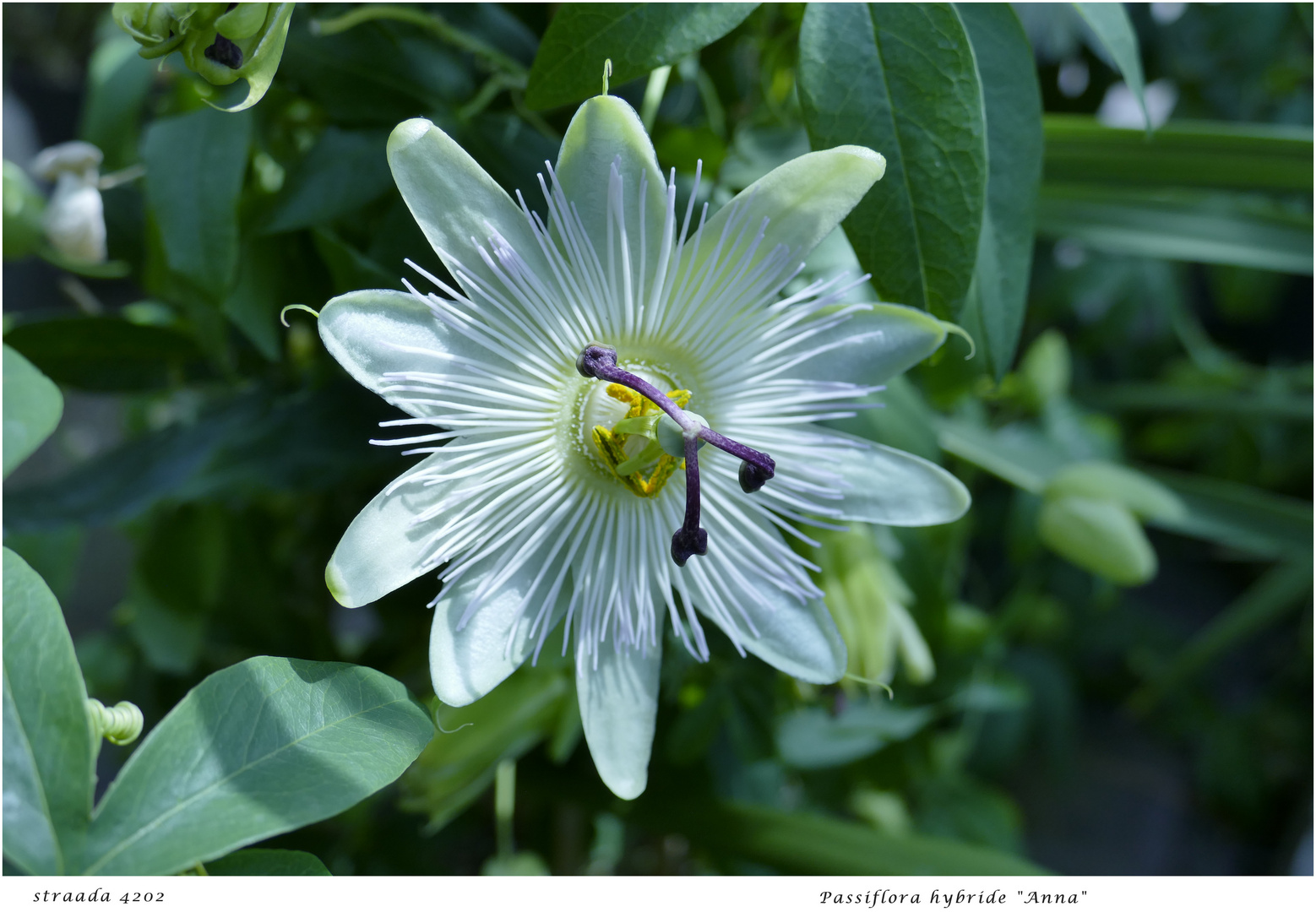 068-2024 Passiflora hybride Anna 