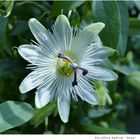 068-2024 Passiflora hybride Anna 