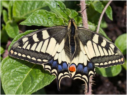 068 (44) Schwalbenschwanz_Heinz Schaub