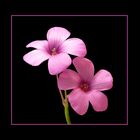 068 OXALIS