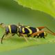 Echter Widderbock  ( Clytus arietis )