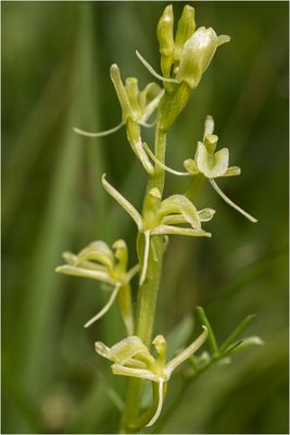 069 (16) Orchidee (Liparis loeselii)_Heinz Schaub