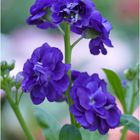 069-2024 Matthiola hybride Hot Cakes