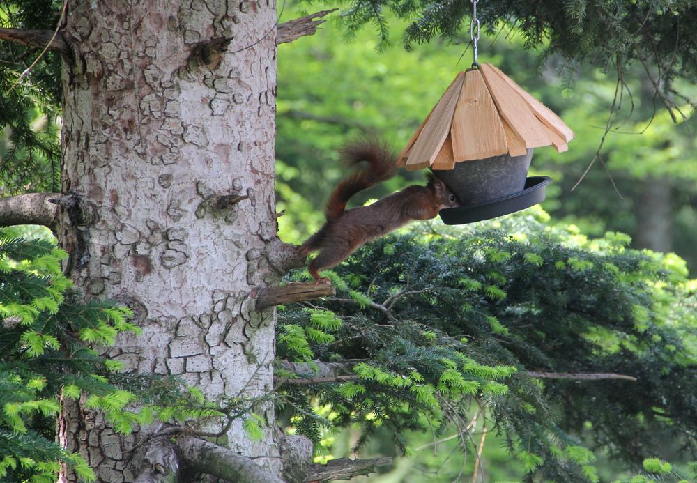 Eichhörnchen vom Baumwipfelpfad Bad-Wildbad aus beobachtet von Fidibus der Erste