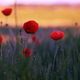 Mohn..light