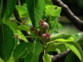 BELLES PROMESSES DE L AUTOMNE de BUBUL