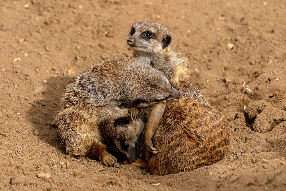 06_Erdmännchen im Zoo Hannover