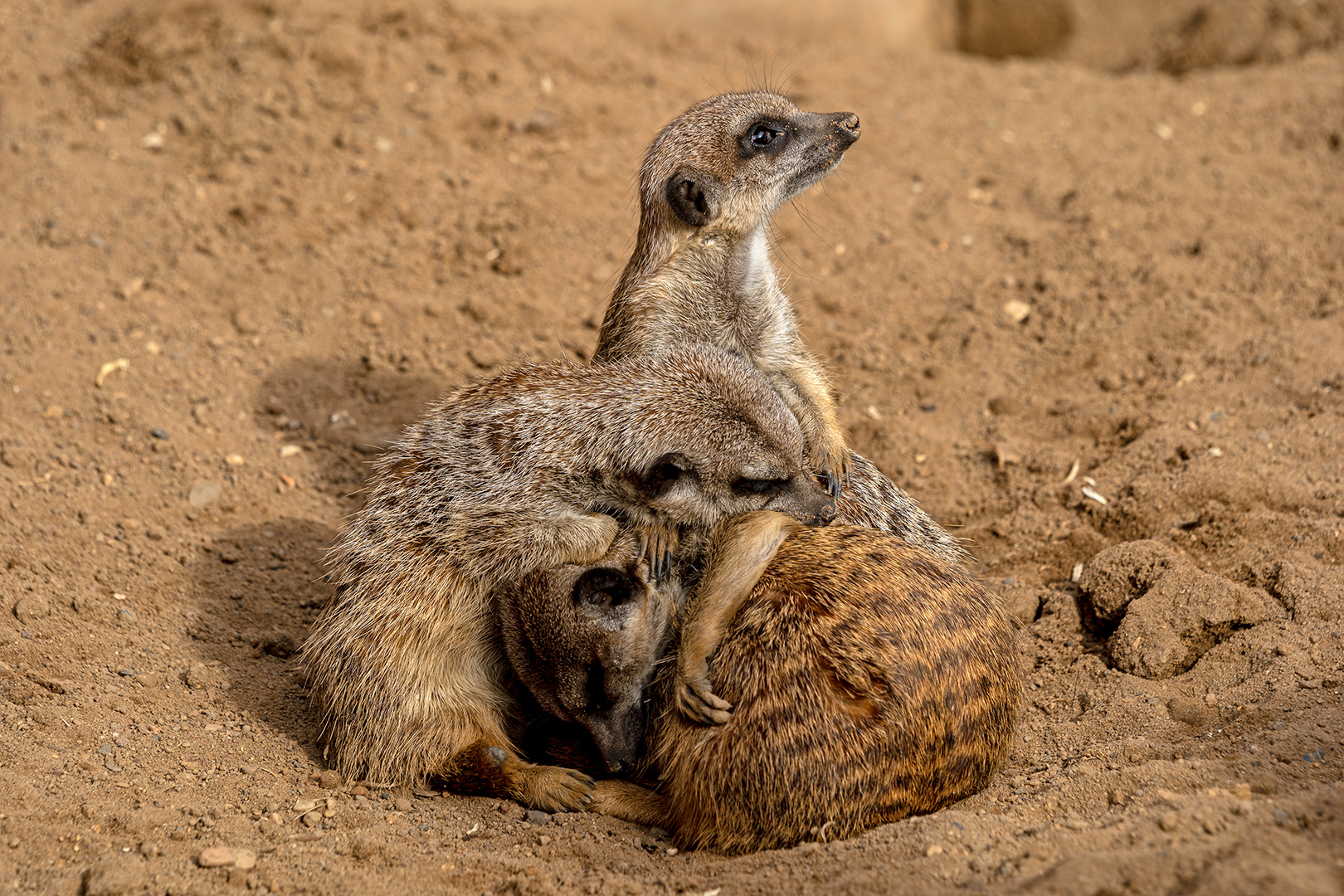 06_Erdmännchen im Zoo Hannover