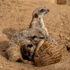 06_Erdmännchen im Zoo Hannover