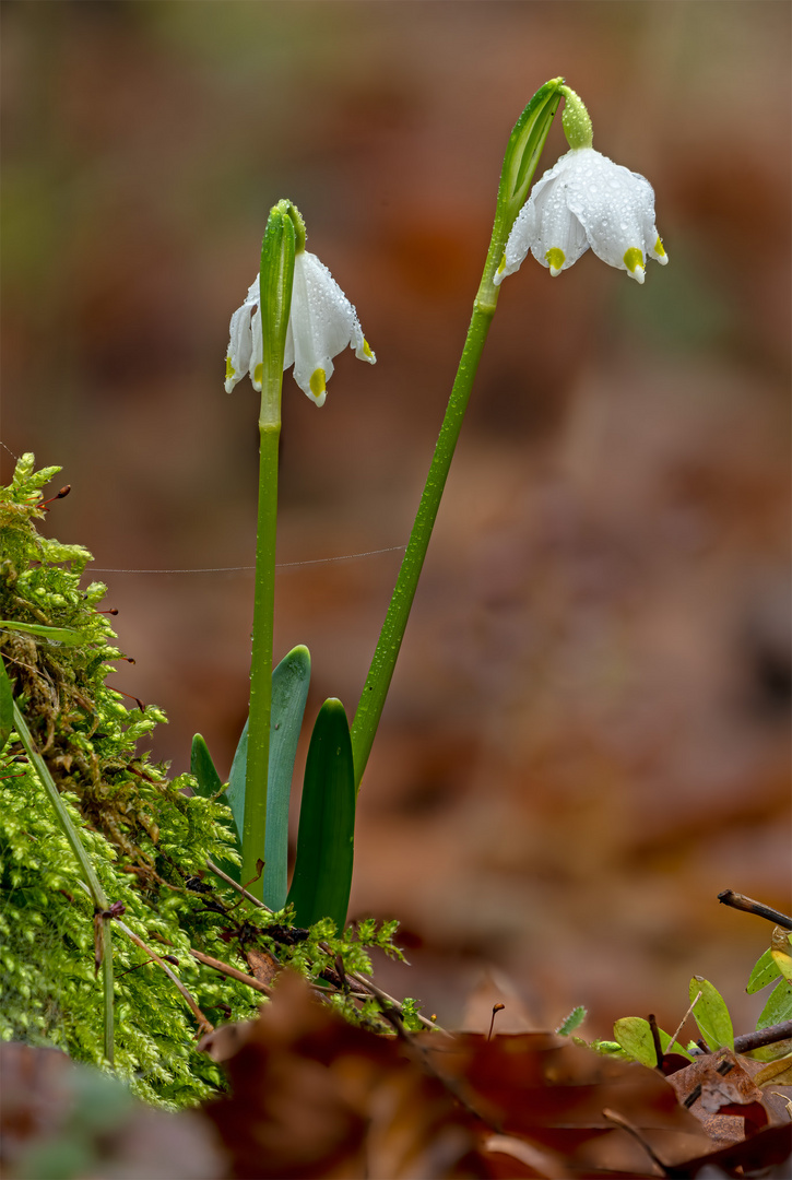 06_Märzenbecher