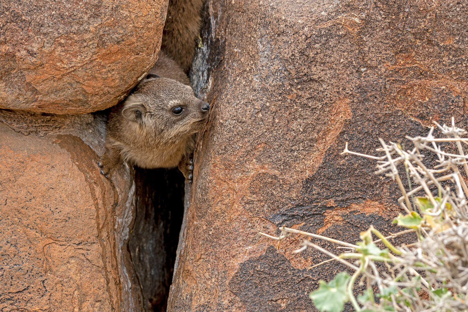 06_Serie Klippschliefer im Köcherbaumwald/Namibia