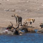 07. Jagt auf eine Kudu-Antilope durch Hyänen im Etosha National Park in Namibia