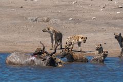 07. Jagt auf eine Kudu-Antilope durch Hyänen im Etosha National Park in Namibia