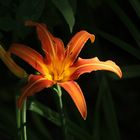 07 Lilie orange