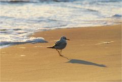 #07 / Strandschuechternheit . . .