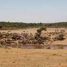 070 - 20160910 - Masai Mara - _MG_0782