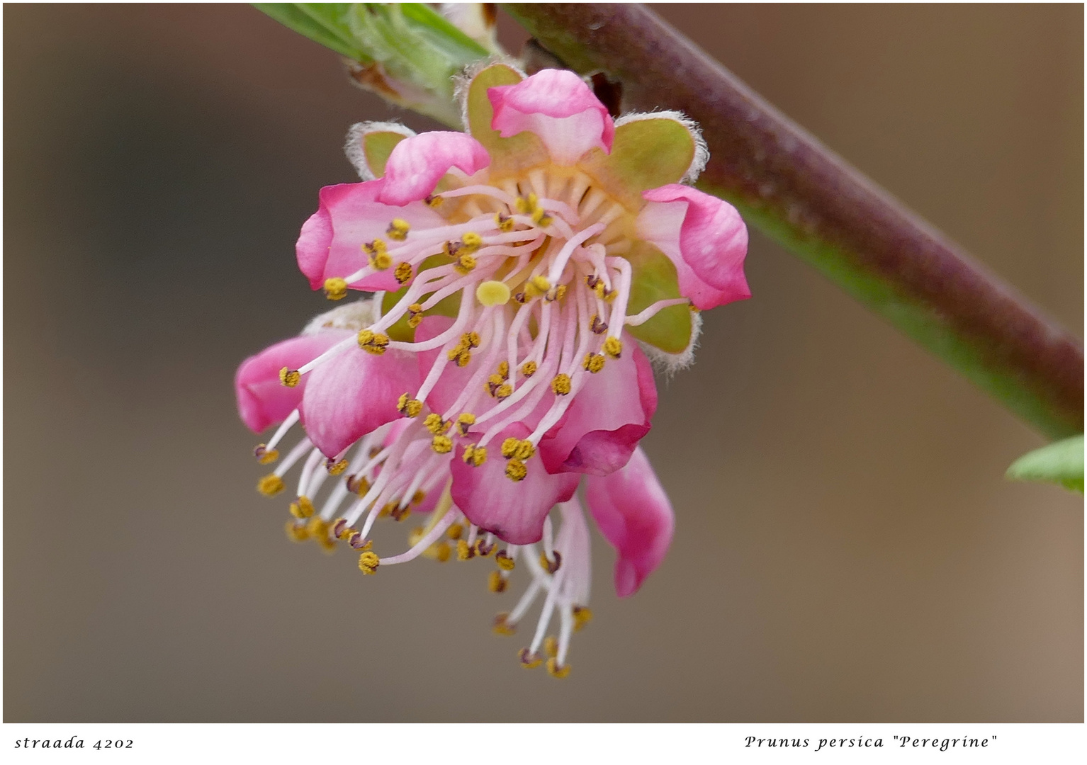 070-2024 Prunus pesica Peregrine 