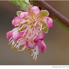 070-2024 Prunus pesica Peregrine 