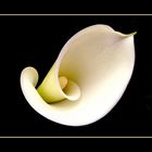 070 CALLA