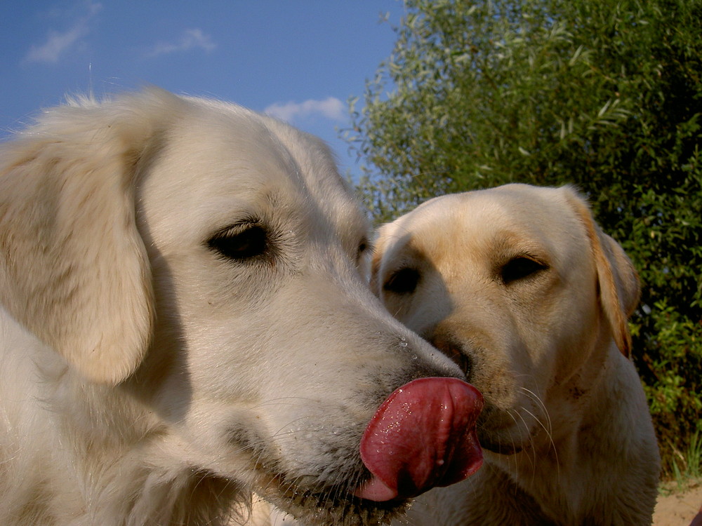 070826 Nali und Cara