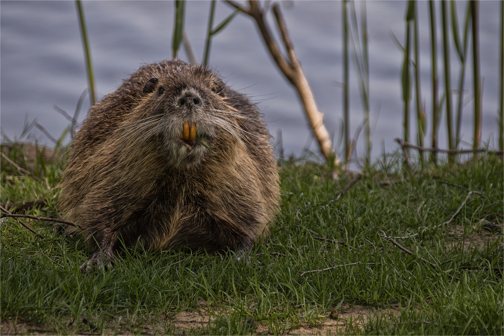 071 / 2017 - Biber, nein Nutria