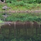 071 Kormoran mit Spiegelung (unbearbeitet) 