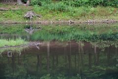 071 Kormoran mit Spiegelung (unbearbeitet) 