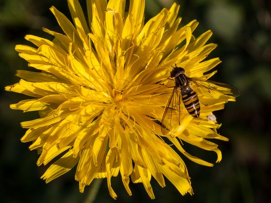 071 Schwebefliege (Episyrphus balteatus)_Heinz Schaub