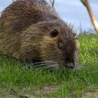 072 / 2017 - Nutria