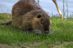 072 / 2017 - Nutria