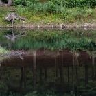 072 Kormoran mit Spiegelung (bearbeitet)