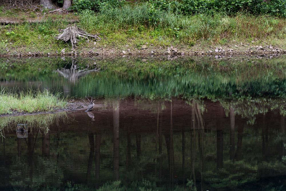 072 Kormoran mit Spiegelung (bearbeitet)