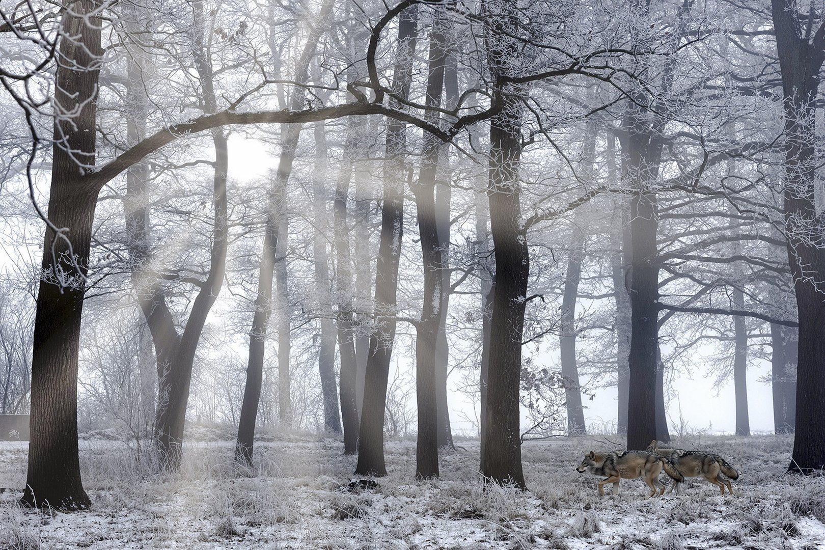 0739SB Rauhreif Nebel mit Sonne im  Wald mit Wolf