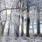 0739SB Rauhreif Nebel mit Sonne im  Wald mit Wolf