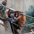 0743 - Zoo Leipzig - August 2013