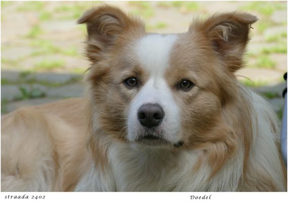 075-2024 unsere Doedel