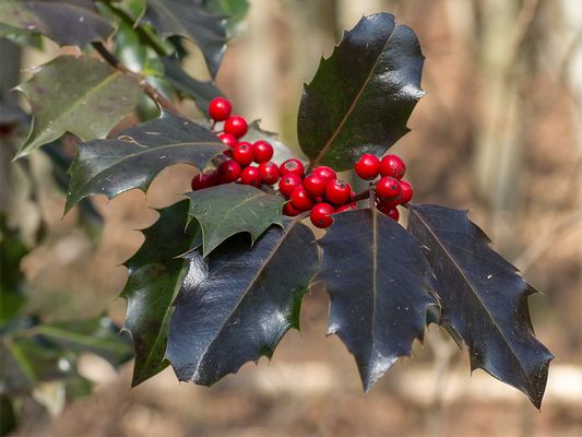 075 (43) Stechpalme_Heinz Schaub