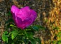 .... die Apfelrose   ( Rosa rugosa ) von Wolfgang.K.