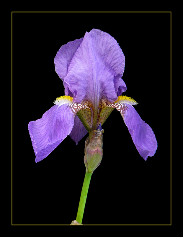 076 IRIS