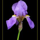 076 IRIS