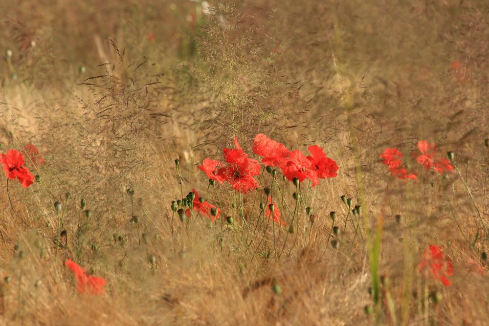 07629 Mohn im Getreide