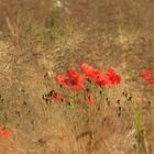 07629 Mohn im Getreide