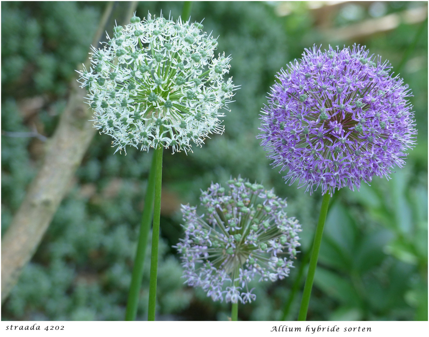 077-2024 Allium hybriden